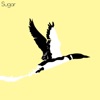 Sugar - Single