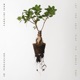 LET THE SOIL PLAY ITS SIMPLE PART cover art