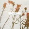 Bodyintoshapes (feat. Elsa y Elmar) - Elliot Moss lyrics