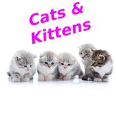 Cats & Kittens