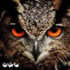 Owl - EP