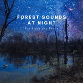 Forest Sounds At Night For Study and Focus artwork