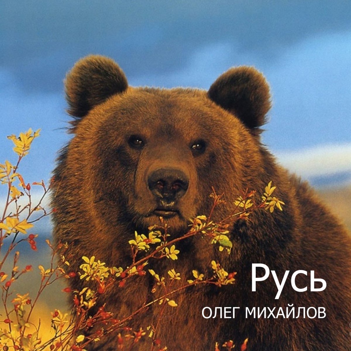 Bear mp. Медведь Гризли. Апеннинский бурый медведь. Бурый медведь. Тянь-шаньский бурый медведь.