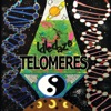 Telomeres, 2021