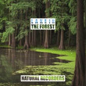 Lake Sounds in the Forest artwork