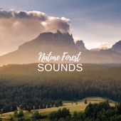 Nature Forest Sounds artwork