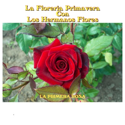 La Primera Rosa - La Floreria Primavera Con Los Hermanos Flores | Shazam
