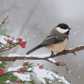 Bird boy - Black-capped Chickadee