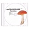 Bubbles&Mushrooms (FRNK Remix) artwork