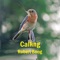 Calling - Robert Boog lyrics