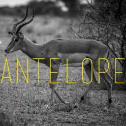 Antelope (Remixes) - Kaysha Antelope (Remixes) - Kaysha