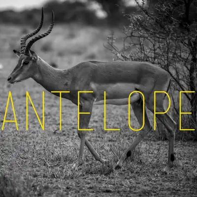 Antelope (Remixes) - Kaysha