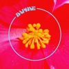 Daphne - Single