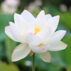 Adi Yogashakti - Kundalini Shakti Ma