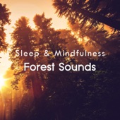 Forest Sounds (Sleep & Mindfulness) artwork