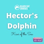 Music with Michal - Hector's Dolphin (Black Cat Cruises)