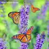 Butterfly in Love (feat. Jes Hudak) - Single album lyrics, reviews, download