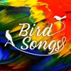 Bird Songs, 2018