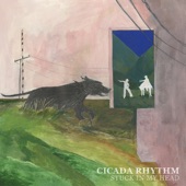Cicada Rhythm - Cecilia
