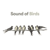 Natural Bird Sounds artwork