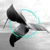 Gray Whale (feat. Alberto Bof, Lowtopic, Ale Bavo, FiloQ & Raffaele Rebaudengo) - Single album lyrics, reviews, download