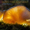 Into the Ancient