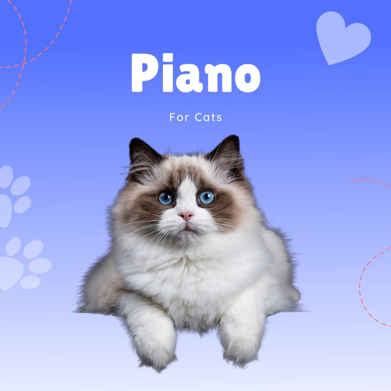 Serenity Cat. Catnap. Catnap Music. Fake Cats Project Dutzend. Opening pet