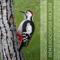 Dendrocopos Major (Vortex Mechanic Remix) - Nickolay Fedorenko lyrics