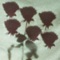 Dark Roses artwork