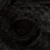 Valley of the Kings - Single