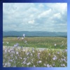 Flowers For Brains - Single