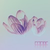 Crocus - Single