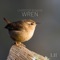 Wren - Christof R Davis lyrics