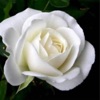 Mawar Putih - Single