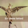 En lærke letted - Single