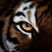 Eye of the Tiger (Rocky Techno Mix) artwork