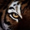 Eye of the Tiger (Rocky Techno Mix) artwork