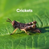 Crickets in Nature artwork