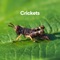 Crickets in Nature artwork