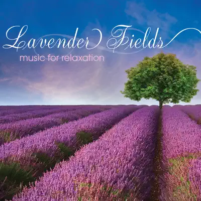 Lavender Fields - Steve Wingfield