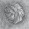 The Cure for Pneumothorax - Kiran Leonard lyrics