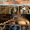 Songs For Freedom (An album for Animal & Wildlife Welfare) artwork