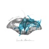 Borboleta Azul - Single