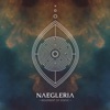 Naegleria