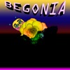 Begonia - Single