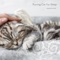 Purring Cat for Sleep - Sounds for Life lyrics