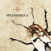 Splendidula