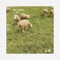 Time to Bump (Ackermann Edit) - Music to make babies to lyrics