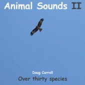 Animal Sounds II artwork