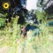 Rex Orange County - Sunflower